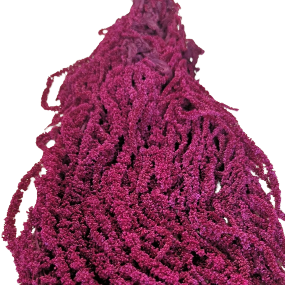 Preserved Hanging Amaranthus, 50-80cm, 150 gram, Dark Pink