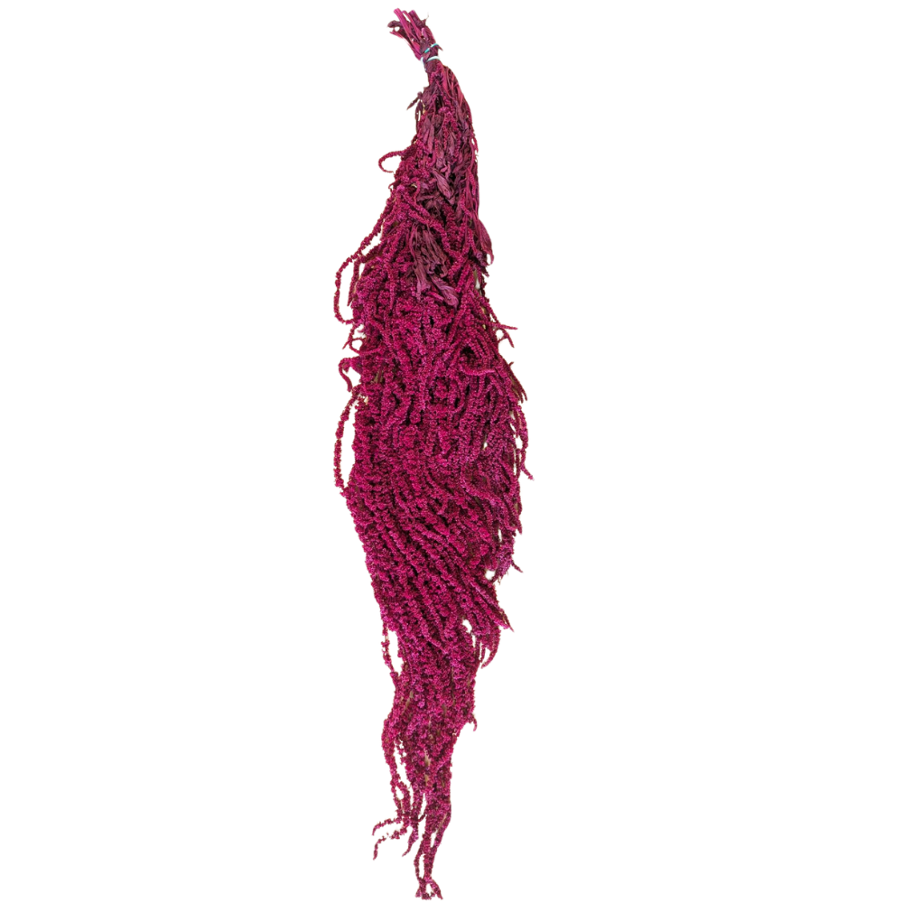 Preserved Hanging Amaranthus, 50-80cm, 150 gram, Dark Pink