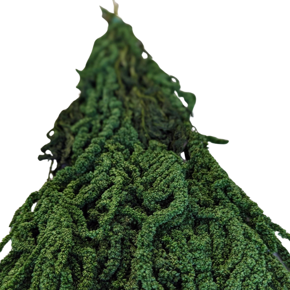 Preserved Hanging Amaranthus, 50-80cm, 150 gram, Dark Green