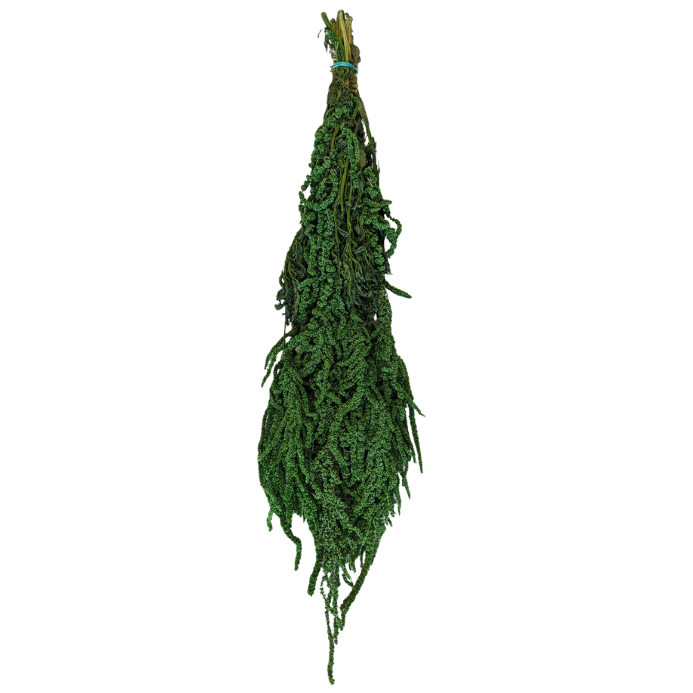 Preserved Hanging Amaranthus, 50-80cm, 150 gram, Dark Green