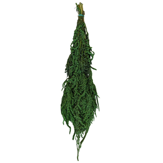 Preserved Hanging Amaranthus, 50-80cm, 150 gram, Dark Green