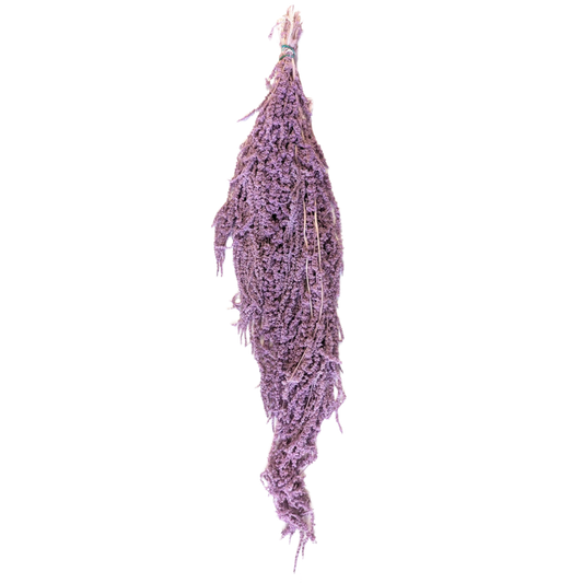 Preserved Hanging Amaranthus, 50-80cm, 150 gram, Lavender