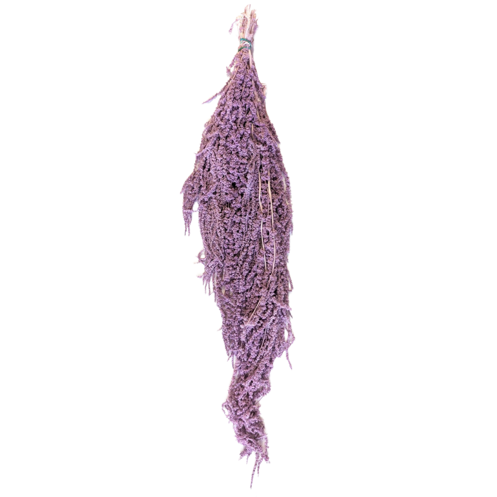 Preserved Hanging Amaranthus, 50-80cm, 150 gram, Mauve