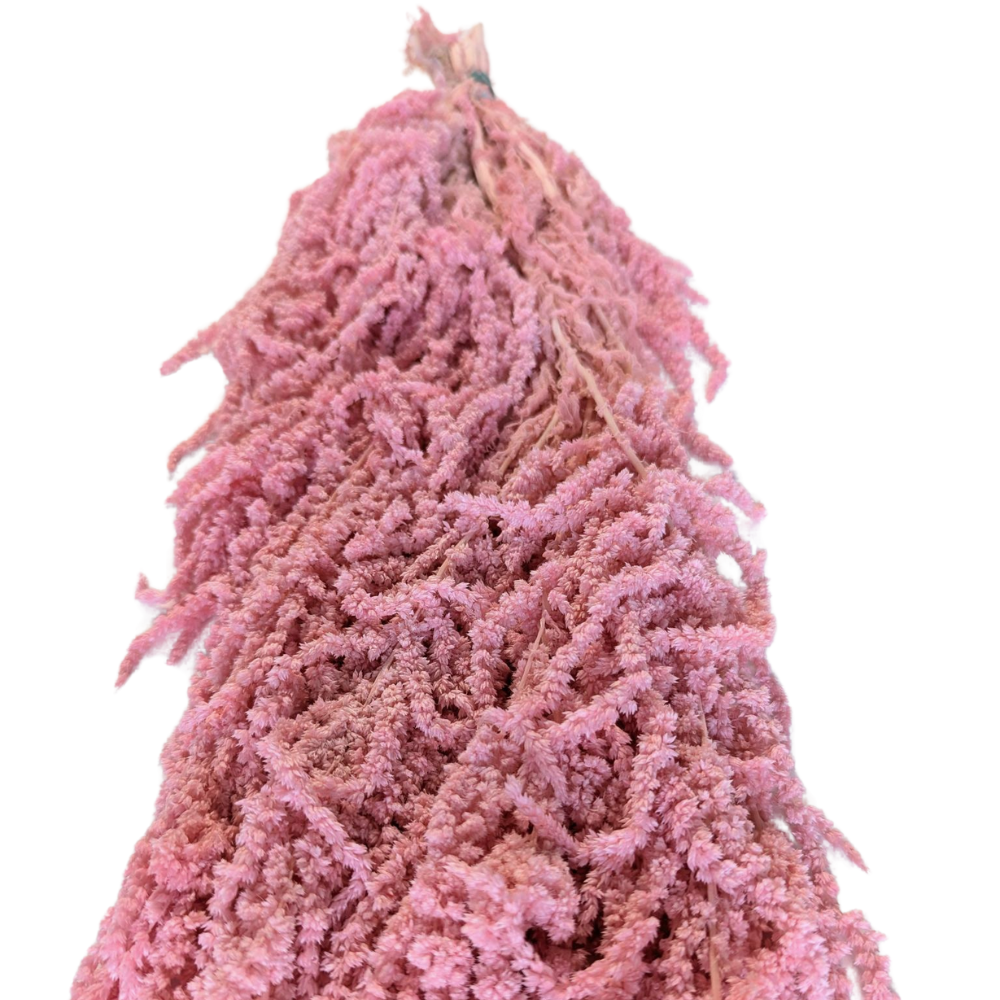 Preserved Hanging Amaranthus, 50-80cm, 150 gram, Pink