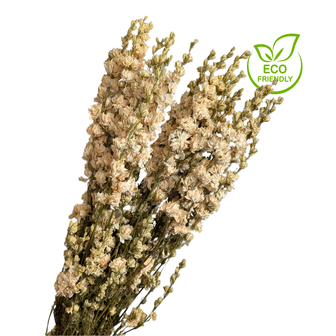 Dried Delphinium, 20 stems, 70cm, Natural White