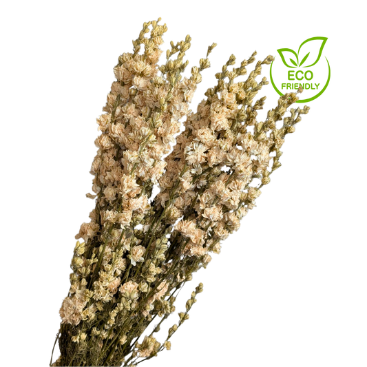 Dried Delphinium, 20 stems, 70cm, Natural White