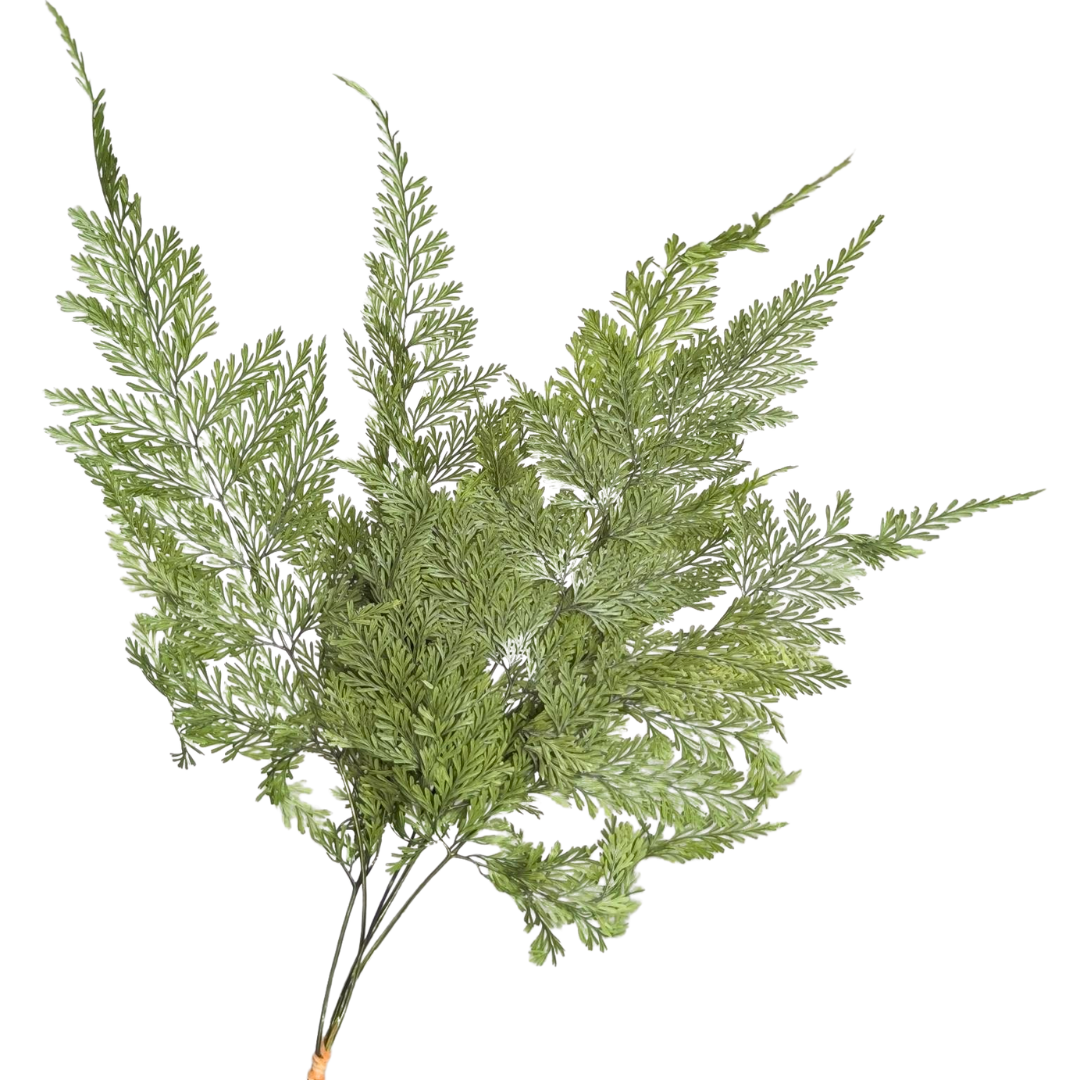 Preserved Tabalia Fern, 5 stems, 30cm, Green