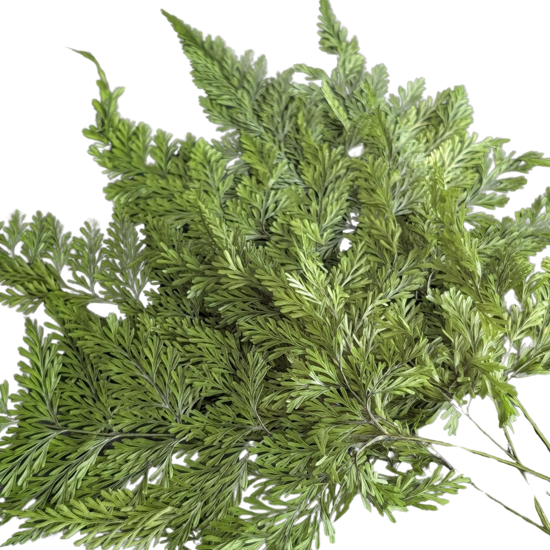 Preserved Tabalia Fern, 5 stems, 30cm, Green