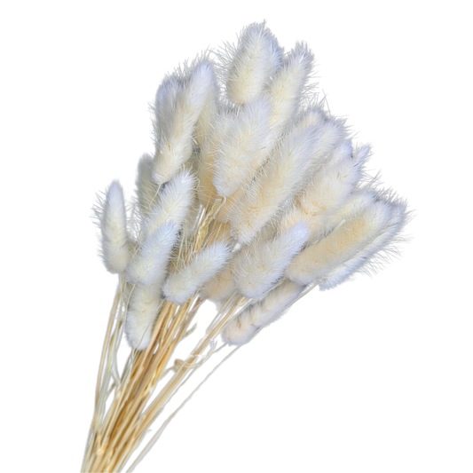 Preserved Bunny Tails, 30 stems, 40cm, White