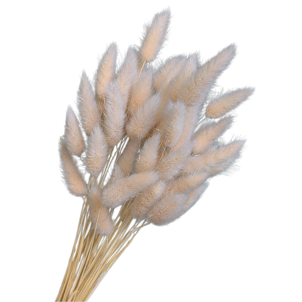 Preserved Bunny Tails, 30 stems, 40cm, Blush Pink