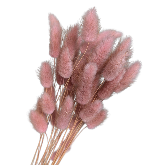 Preserved Bunny Tails, 30 stems, 40cm, Natural Pink