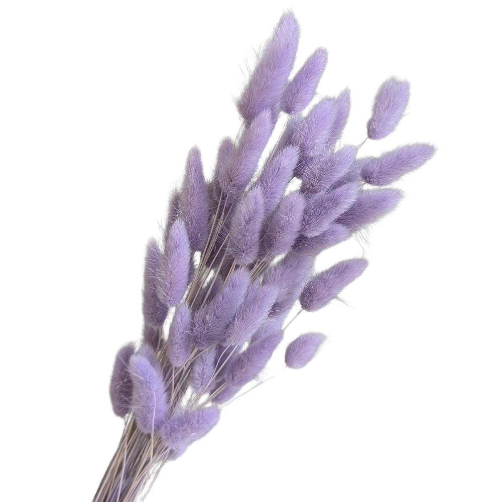 Preserved Bunny Tails Lagurus, 40cm, 30 stems, Angel Purple
