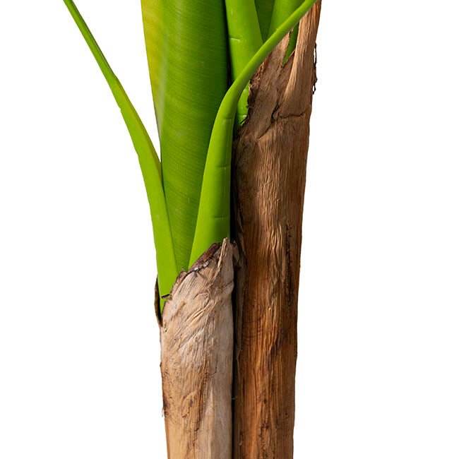 Artificial Banana Tree 3 Trunk Green (180cmH)