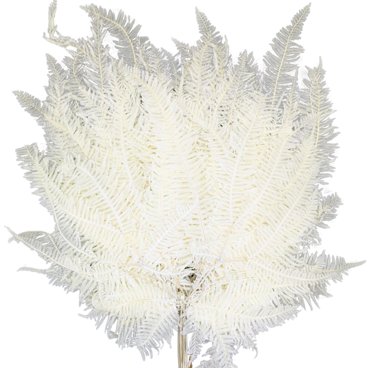 Preserved Mountain Fern, 20 stems, 40cm, White