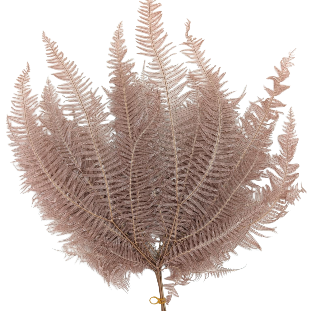 Preserved Mountain Fern, 10 stems, 40cm, Pink Beige