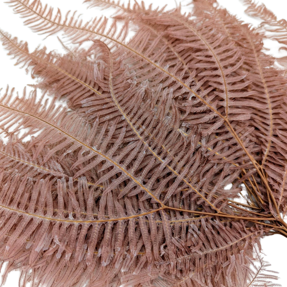 Preserved Mountain Fern, 10 stems, 40cm, Pink Beige