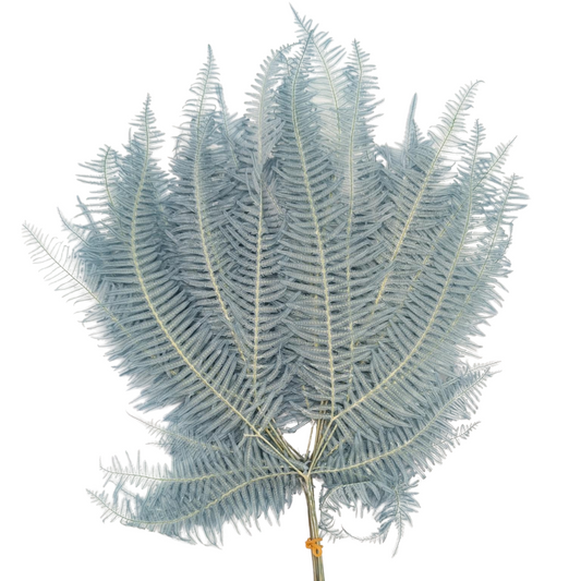 Preserved Mountain Fern, 10 stems, 40cm, Baby Blue