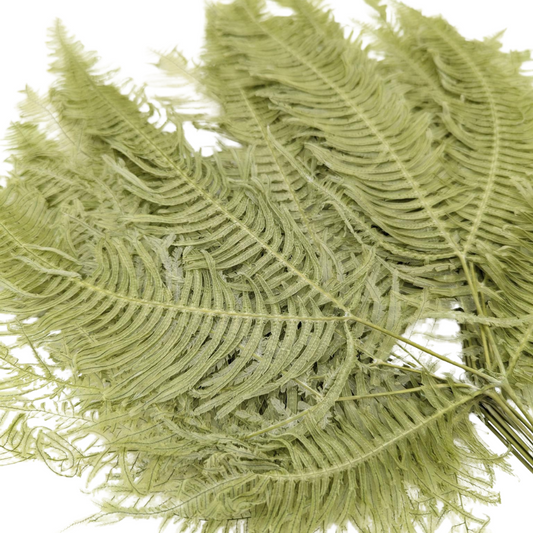 Preserved Mountain Fern, 10 stems, 40cm, Green