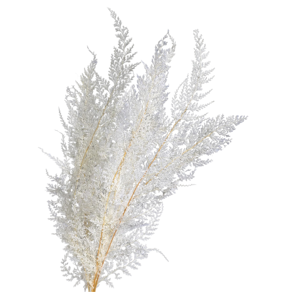 Preserved Lace Fern, 10 stems, 40cm, White
