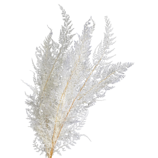 Preserved Lace Fern, 10 stems, 40cm, White