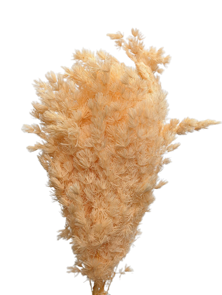 Preserved Ming Fern, 100 gram, 55cm, Peach