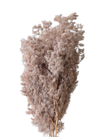 Preserved Ming Fern, 100 gram, 55cm, Sand