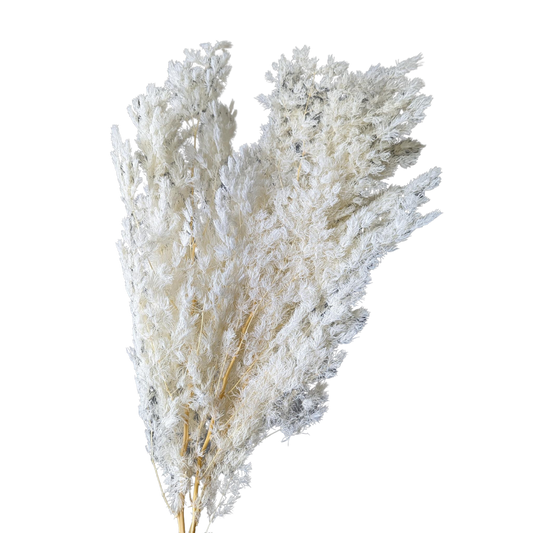 Preserved Ming Fern, 100 gram, 55cm, Cream White