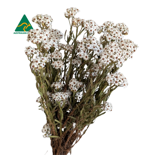 Australian Dried Ixodia, 10 stems, 40cm, Natural White