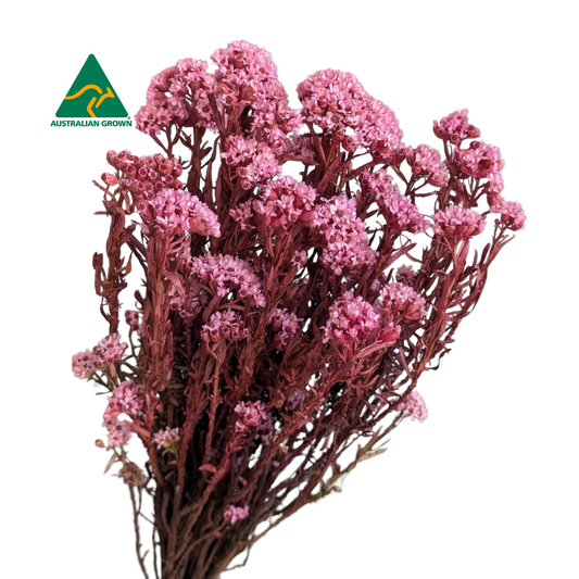 Australian Dried Ixodia, 10 stems, 40cm, Pink