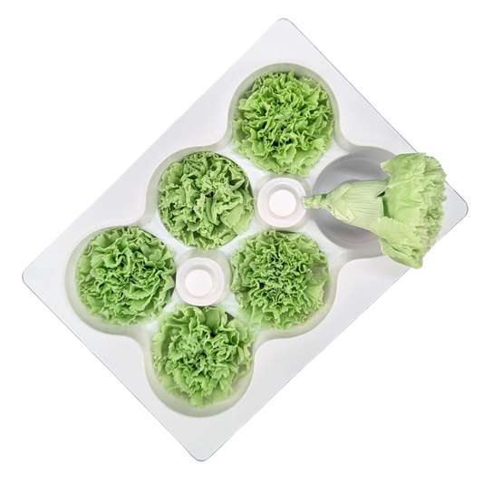 Preserved Carnations, 5cm, 6 blooms, Lime Green