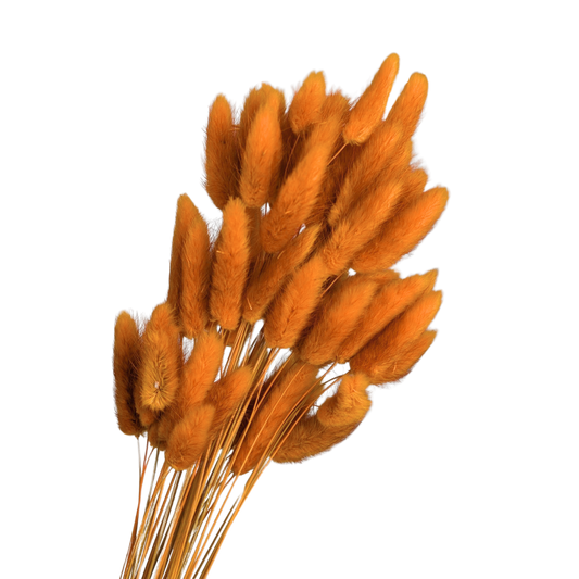 Preserved Bunny Tails, 60 stems, 50cm, Bronze