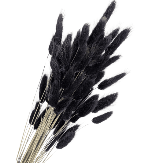 Preserved Bunny Tails, 60 stems, 50cm, Black
