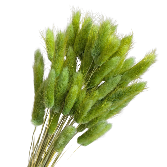 Preserved Bunny Tails, 60 stems, 50cm, Green
