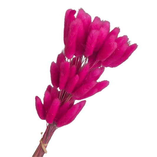 Preserved Bunny Tails, 60 stems, 50cm, Hot Pink