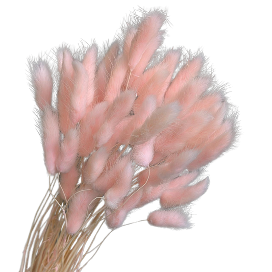 Preserved Bunny Tails, 60 stems, 50cm, Pink