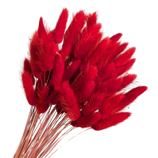 Preserved Bunny Tails, 50cm, 60 stems, Red