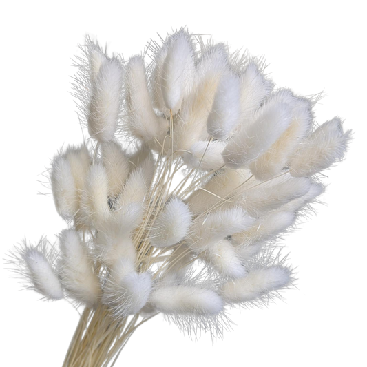 Preserved Bunny Tails, 60 stems, 50cm, White
