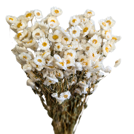 Dried Daisy, 10 stems, 50cm, White