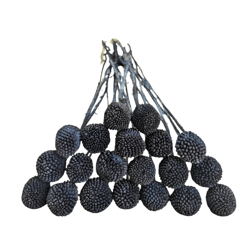 Preserved Billy Button, 20 stems, 50cm, Black