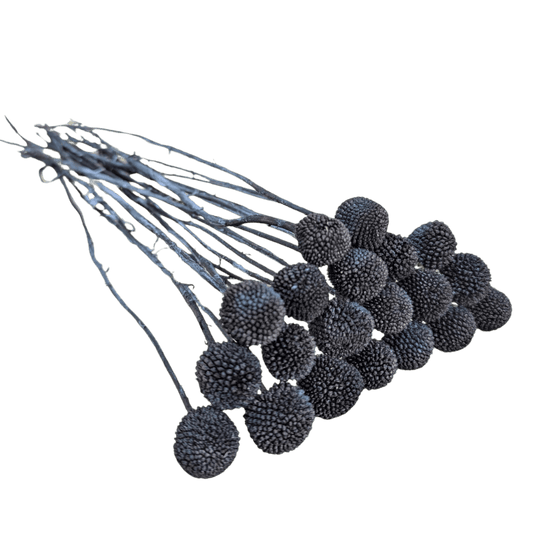 Preserved Billy Button, 20 stems, 50cm, Black