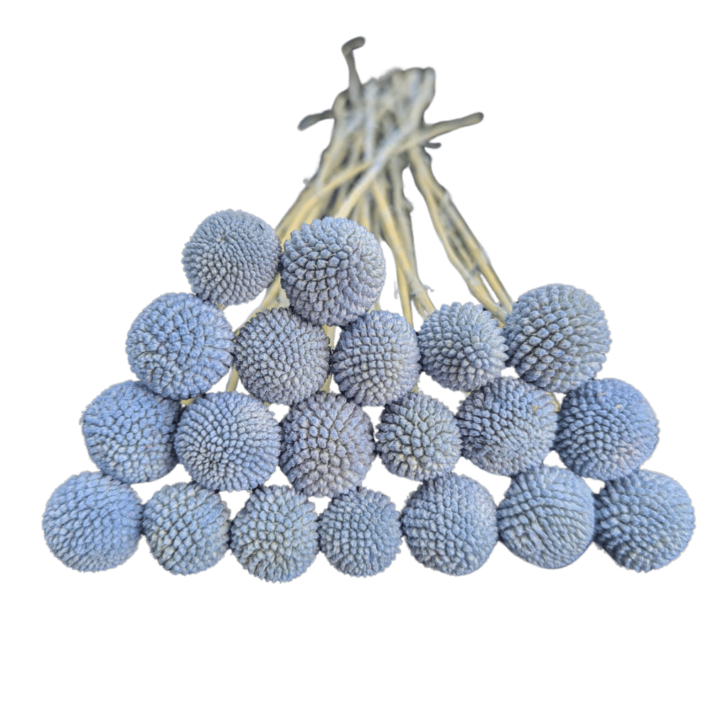 Preserved Billy Button, 20 stems, 50cm, Blue