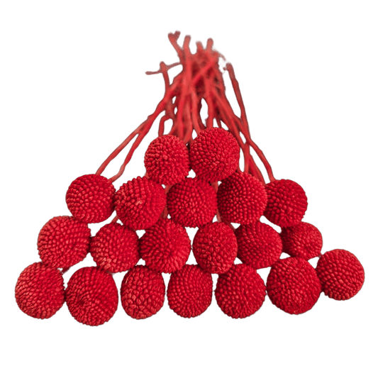 Preserved Billy Button, 20 stems, 50cm, Burgundy