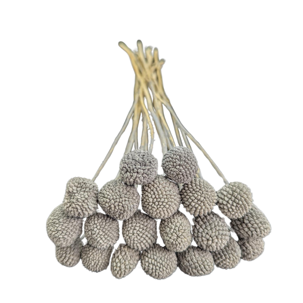 Preserved Billy Button, 20 stems, 50cm, Grey