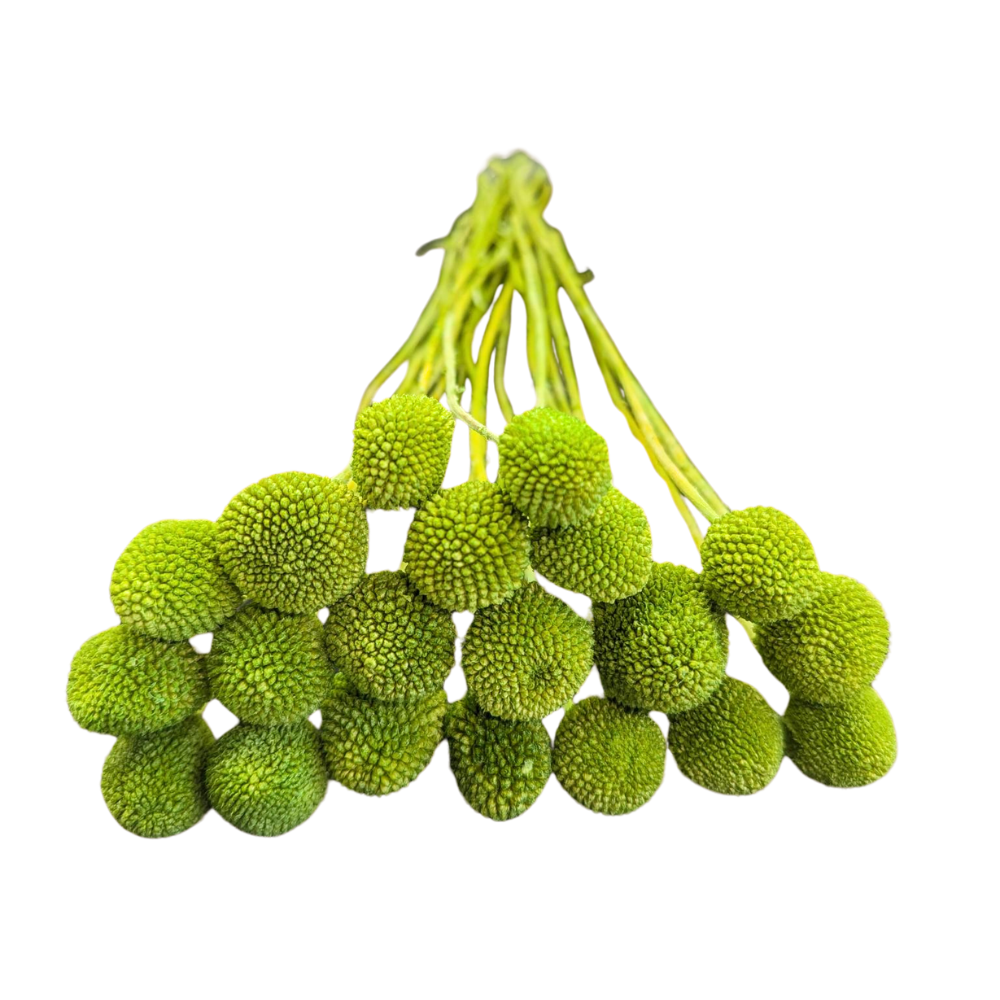 Preserved Billy Button, 20 stems, 50cm, Green