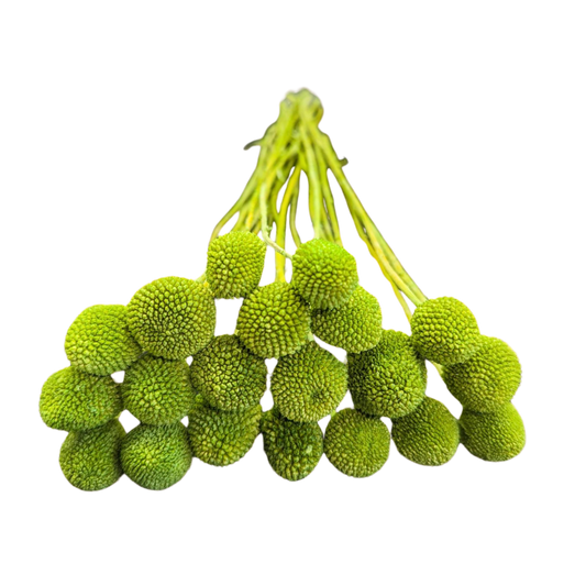 Preserved Billy Button, 20 stems, 50cm, Green