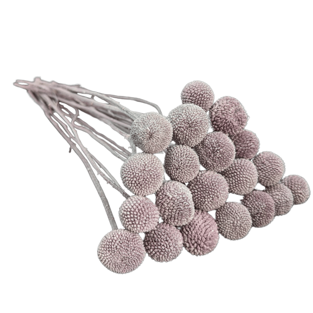 Preserved Billy Button, 20 stems, 50cm, Lavender