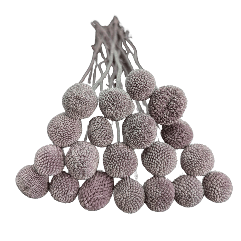 Preserved Billy Button, 20 stems, 50cm, Lavender