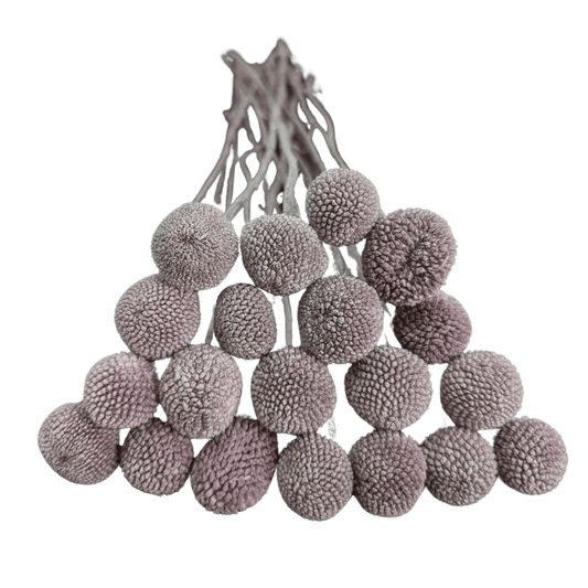 Preserved Billy Button, 20 stems, 50cm, Lavender
