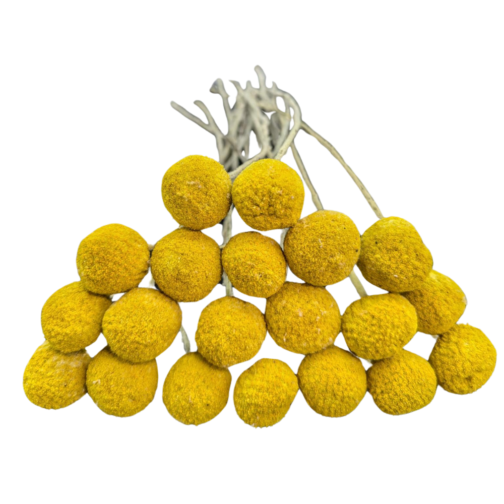 Preserved Billy Button, 20 stems, 50cm, Natural
