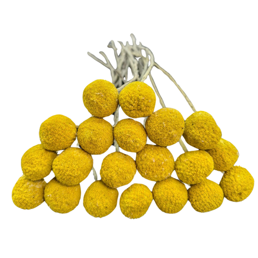 Preserved Billy Button, 20 stems, 50cm, Natural